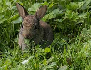 Alimentación de los conejos, ¿qué comen?. La cecotrofia