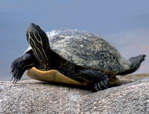Enfermedades de las tortugas de agua y tierra en cautividad, prevención