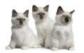 gato-albino-y-variantes