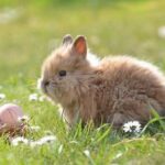 Origen e historia del conejo doméstico