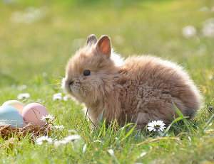 Origen del conejo doméstico, historia y domesticación