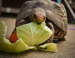 Comida para tortugas de tierra  y agua criadas en cautividad ¿Qué comen?