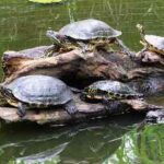 comprar tortugas, adopción