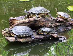 Comprar tortugas de agua o tierra. Consejos para  adopción