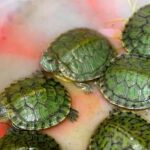 Reproducción tortugas domésticas de agua y tierra