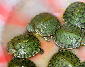 Reproducción de tortugas domésticas de agua y tierra