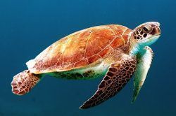 Tortuga marina, diferencias entre tortugas marinas, dulceacuícolas y terrestres