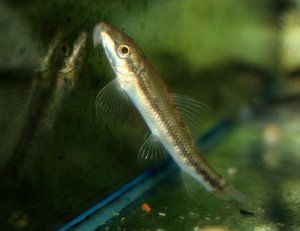 Gyrinocheilus aymonieri, pez ventosa