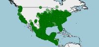 Distribución de la Zarigüeya norteamericana, Didelphis virginiana