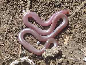 Xerotyphlops vermicularis (Typhlops vermicularis), serpiente ciega euroasiática