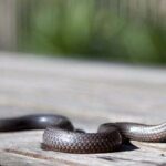 Serpientes más venenosas del mundo