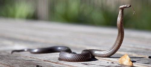 Serpientes más venenosas del mundo