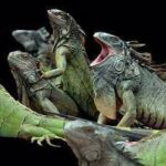 Taxonomía de las iguanas