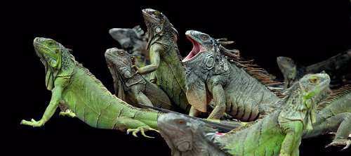 Taxonomía de las iguanas, Iguanidae