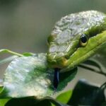 Taxonomía de las serpientes, clasificación científica
