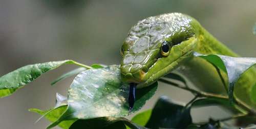 Taxonomía de las serpientes, clasificación científica