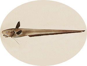 Ateleopus japonicus