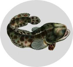 Batrachoidiformes, peces sapos