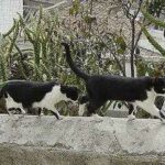 Diferencias entre gatos silvestres, callejeros, semilibres y caseros