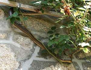 Elaphe quatuorlineata, culebra de cuatro rayas