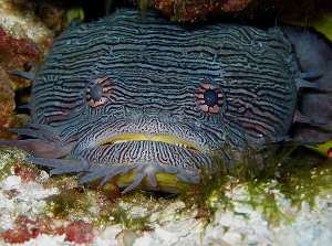Sanopus splendidus, pez sapo magnífico