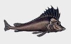 Scorpaeniformes (Clase Actinopterygii)