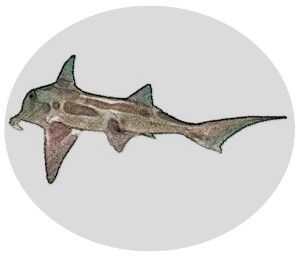 Callorhinchus milii, también llamada tiburón elefante, aunque se trata de una quimera
