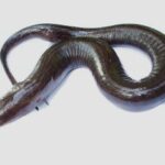 Amphiuma means, salamandra de dos dedos