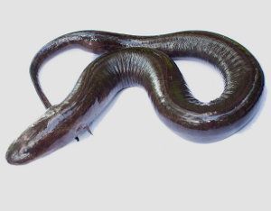 Amphiuma means, curiosa salamandra de dos dedos