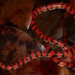 Anilius scytale, serpiente cilíndrica sudamericana