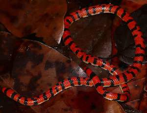 Anilius scytale, serpiente cilíndrica sudamericana, Falsa coral de Amazonas