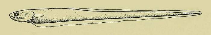 Carapus bermudensis, perlero del Atlántico