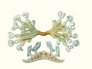 Filo Bryozoa, briozoos