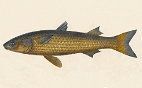 Mugiliformes (Clase Actinopterygii)