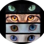 Ojos de los gatos