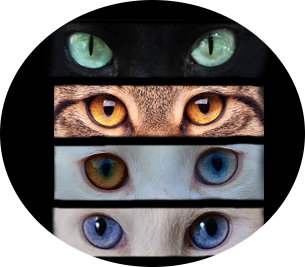 Ojos de los gatos, colores y formas