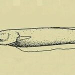 Carapus bermudensis, perlero del atlántico