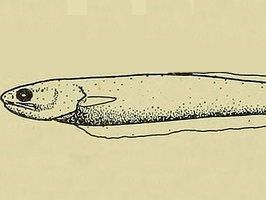 Carapus bermudensis – Perlero del Atlántico