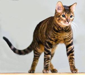 Toyger – Una raza de gatos con aspecto de tigre