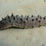 Holothuria tubulosa, cohombro de mar pardo