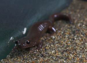 Hynobius retardatus, salamandra de Hokkaido