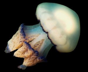 Medusa aguamala, Rhizostoma pulmo