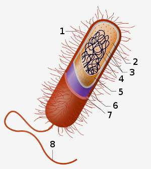 Celula procariota, características, estructura, nutrición y reproducción