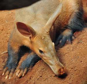 Cerdo hormiguero, curioso mamífero africano Orycteropus afer