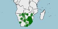 Distribución de Rana de lluvia de Bushveld, Breviceps adspersus