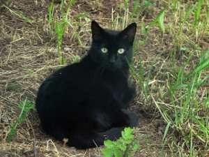 Conoce estas increíbles supersticiones de los gatos negros