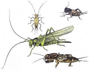 Ortópteros, orden Orthoptera, características y ejemplos