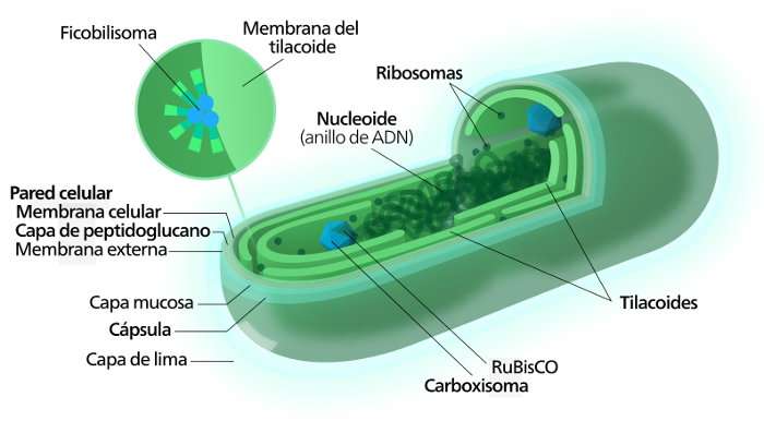 Cianobacterias, características, reproducción, nutrición y ejemplos