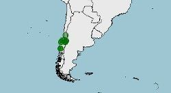 Distribución de Calyptocephalella gayi, Rana grande de Chile