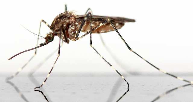 Las mejores formas para eliminar mosquitos y salir invicto de picaduras